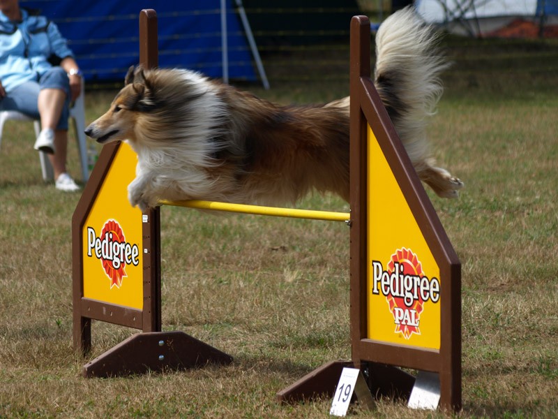 AlbionAgility