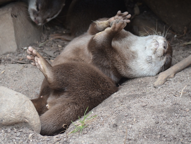 Otter