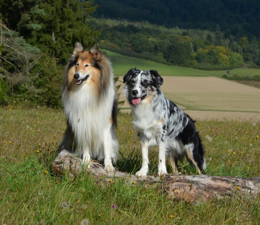 Toryn und Albion