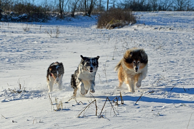 Winter(3)