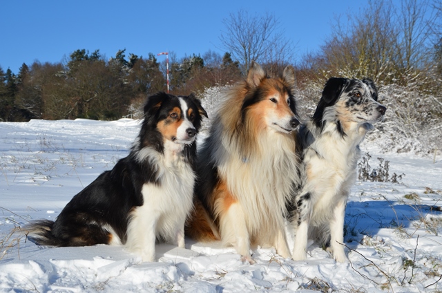 Winter(4)